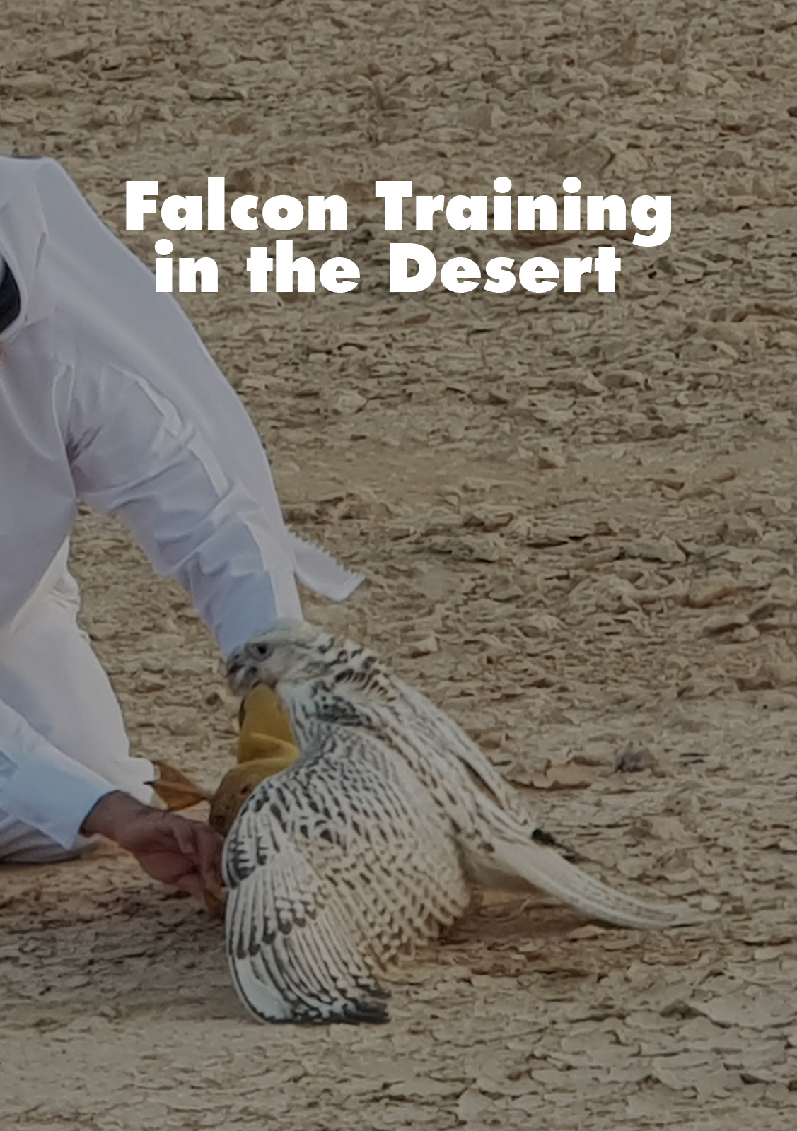 Falcon Training in the Desert 